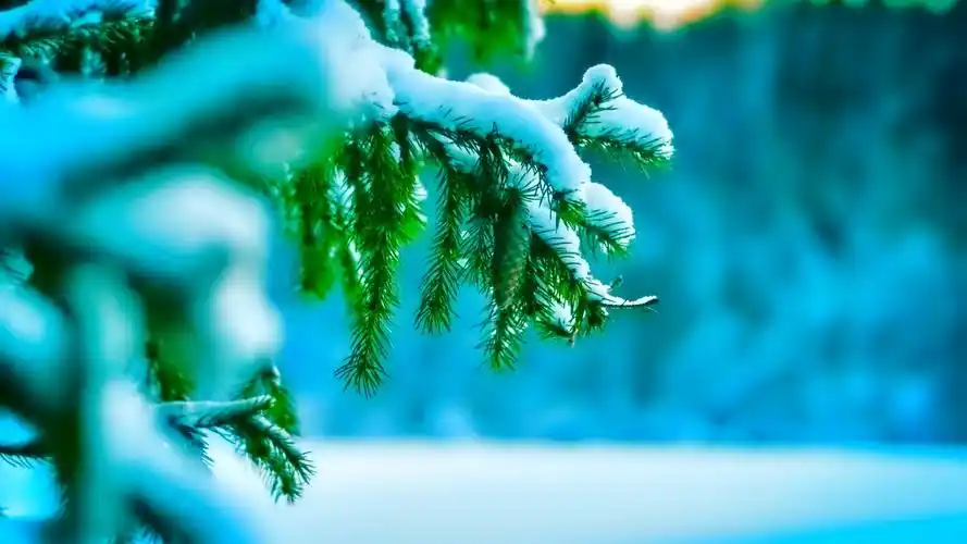 唯美意境图片微距自然唯美写真桌面壁纸第一辑