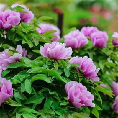 适合做头像的牡丹花朵图片 高清花开富贵牡丹_微信头像_头像屋