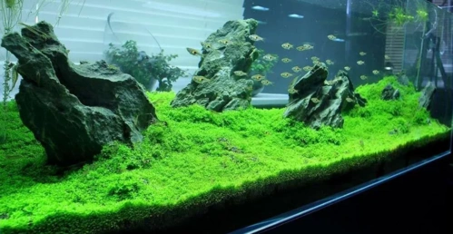 草缸造景(水景造景培训哪里好)