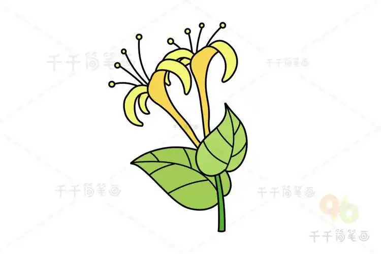 怎么画金银花简笔画