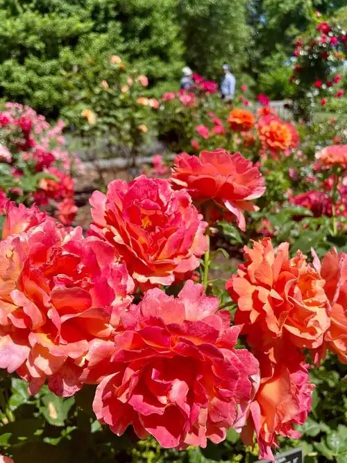 玫瑰花开的季节