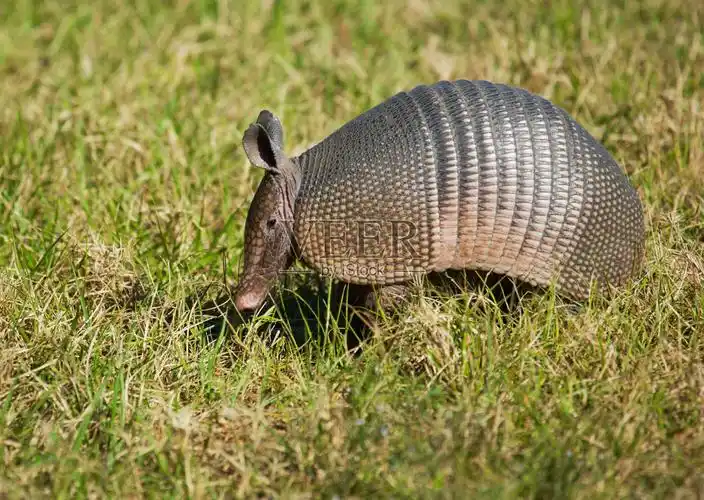 在草地上觅食的犰狳照片摄影图片