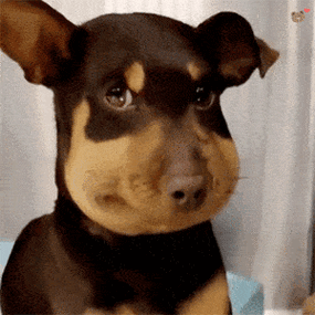 憨憨肿脸狗勾表情包