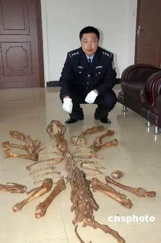 林业局称中国已禁止虎骨利用相关申请皆未批准