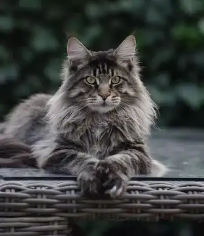 五种不常见的猫咪品种,个个身价不菲,最后一个更是霸气侧漏