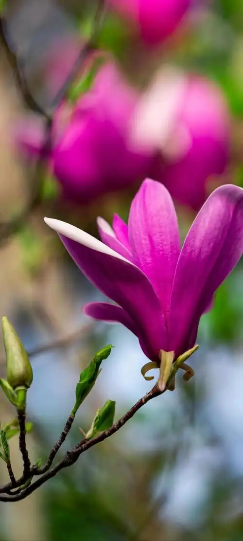 玉兰花壁纸,霓裳片片晚妆新,束素亭亭玉殿春