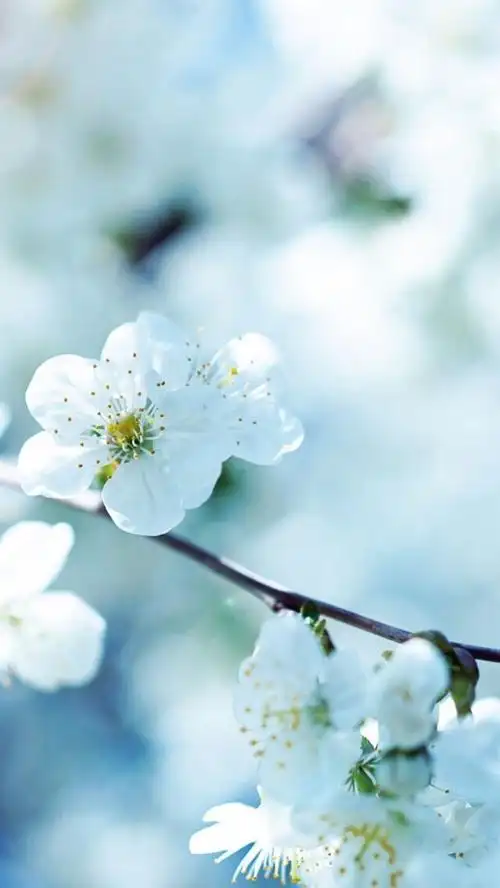 美景 鲜花 清新 摄影 田园 绿色 自然 淡雅 风景名胜 壁纸 素材 锁屏