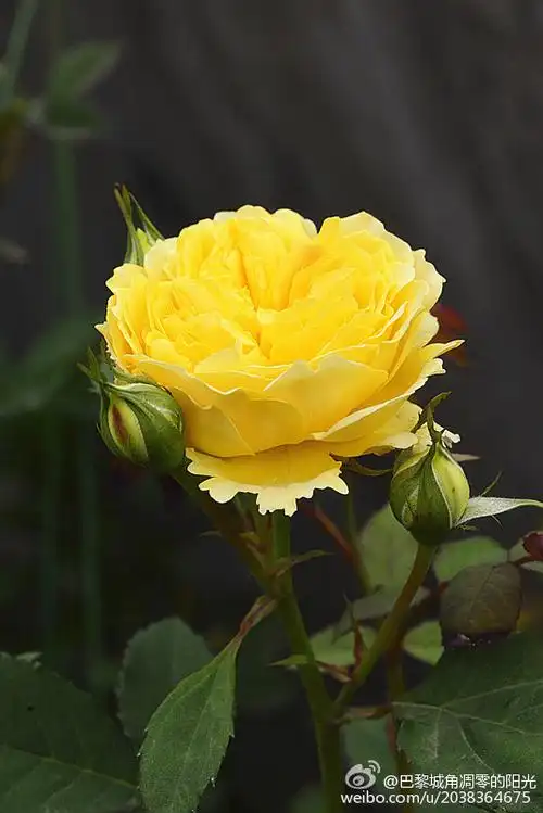 一直不知名的黄色月季迷底解开了,原来是查尔斯达尔文,强烈推荐