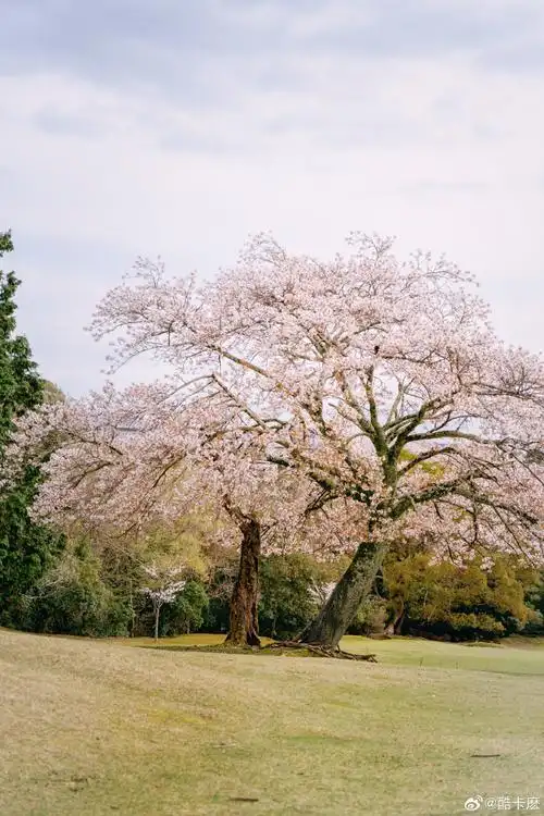 微博旅行生活记##微博旅行家##樱花##带着微博去旅行