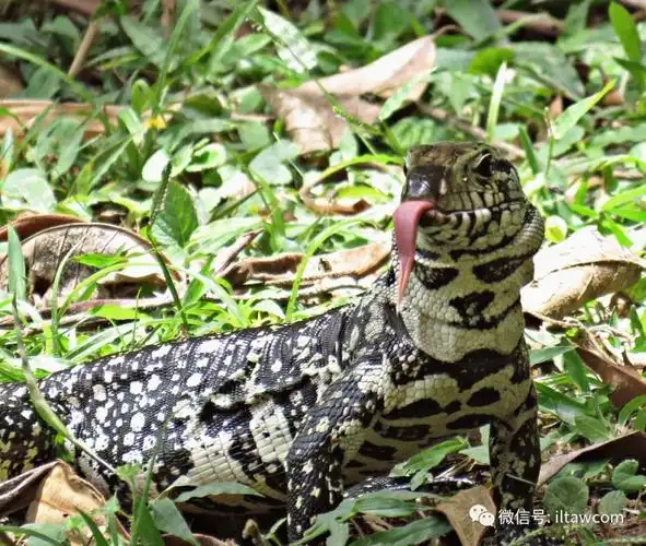 物种图册黑白泰加巨蜥