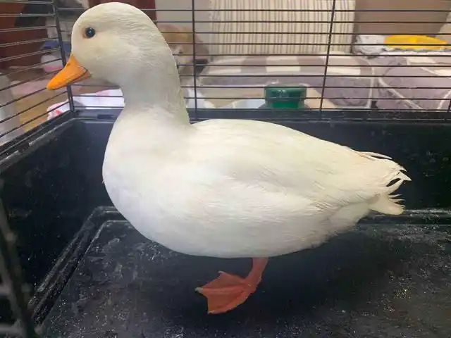 圆润可爱的柯尔鸭好想养一只!别急,养之前要三思!