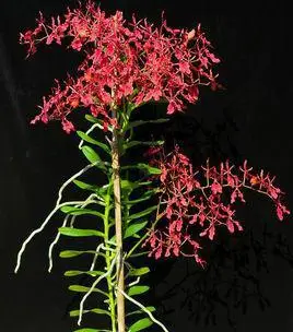 云南发现植物中的"熊猫"火焰兰:全省不足10株