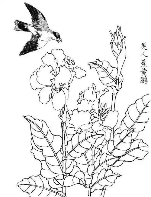素材一组白描花鸟画稿25图