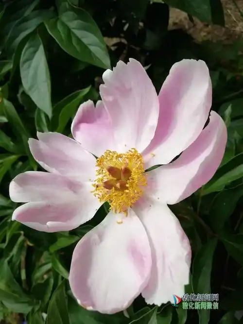 花中仙子之白色单瓣芍药花