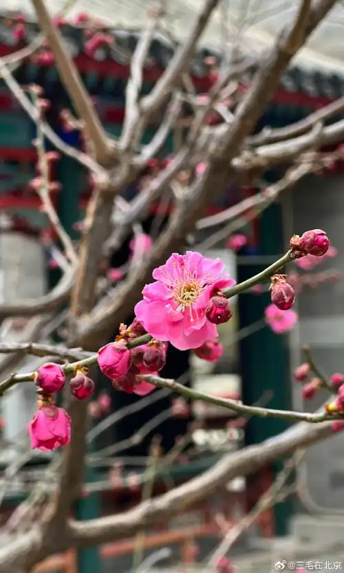 北京的春色#@香山公园致远斋 红梅花开打卡美丽的中国超话北京·香山