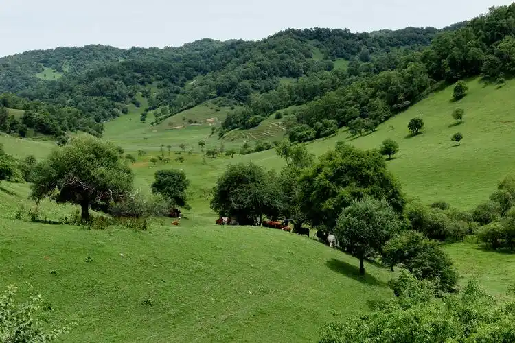 路过夏日的关山牧场