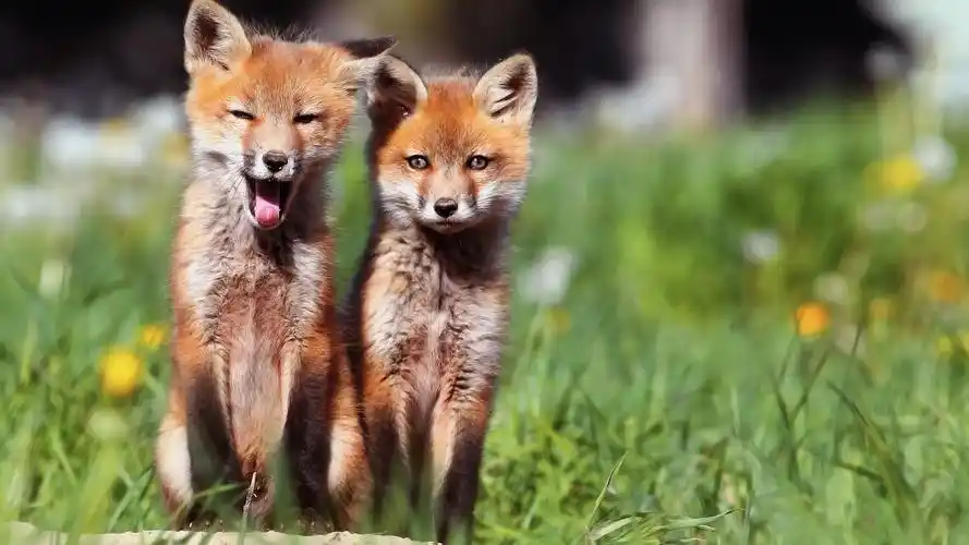 狐狸 两只可爱的狐狸 壁纸 两只可爱的狐狸 桌布 - 1920x1080 全高清