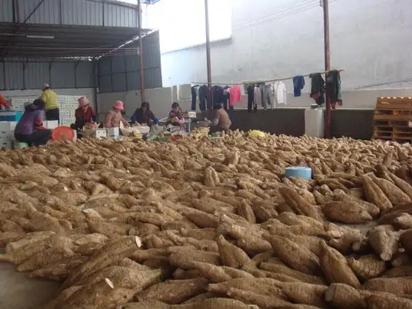 供应葛根批发价格01