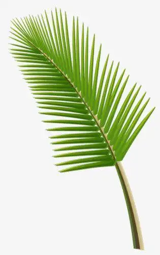 芭蕉叶卡通图片_芭蕉叶图片素材2022已更新(今日/更新)-ur建站