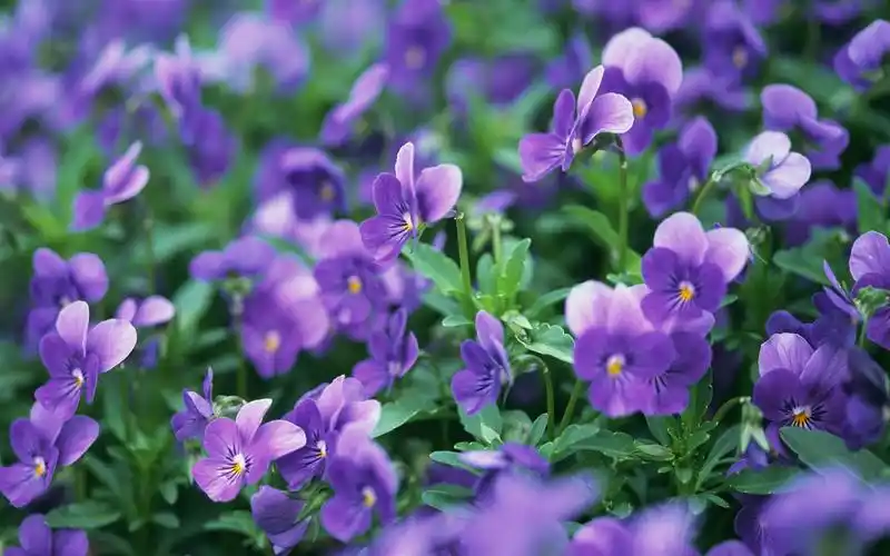 清新唯美的紫色鲜花高清图片大全分享