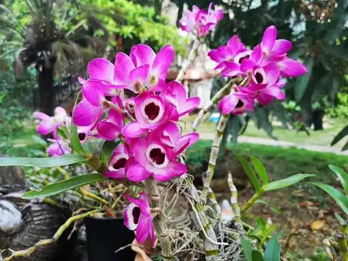 石斛花开 报春来