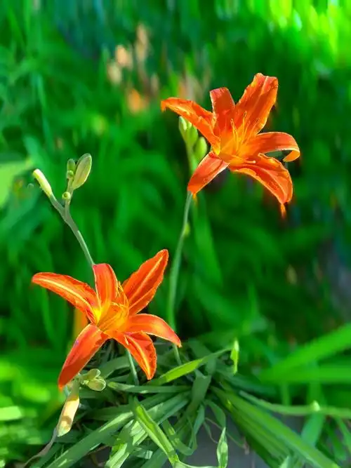 萱草花是母亲花代表伟大的母爱所谓萱草生堂阶游子行天涯萱草花又称