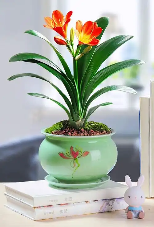 6种漂亮的健康花,寓意吉祥,价值高,越养越有成就感