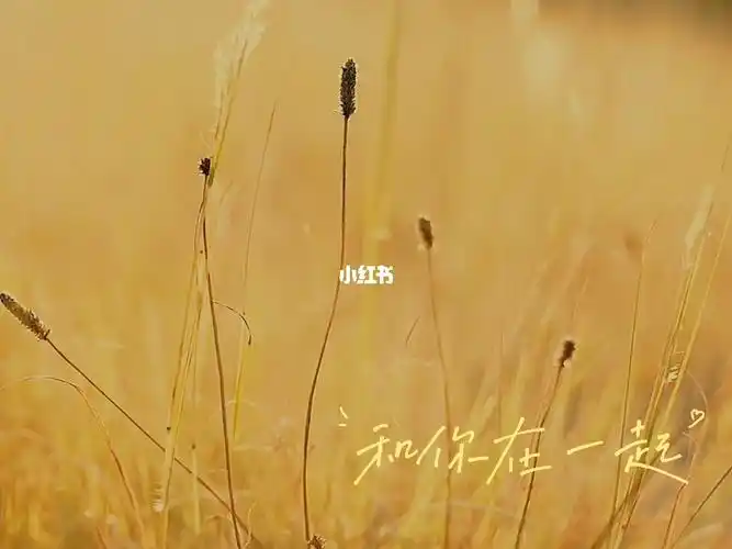 治愈系风景  #高质素材  #稀有素材  #狗尾巴草  #文案 #唯美意境