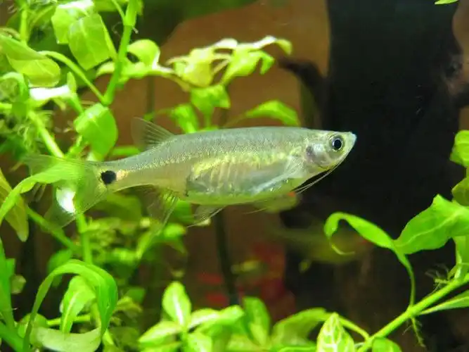 龙须灯观赏兼工具类的好鱼