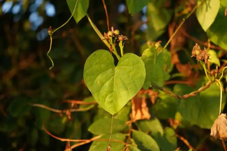 路边看到的植物,有谁知道是什么吗.
