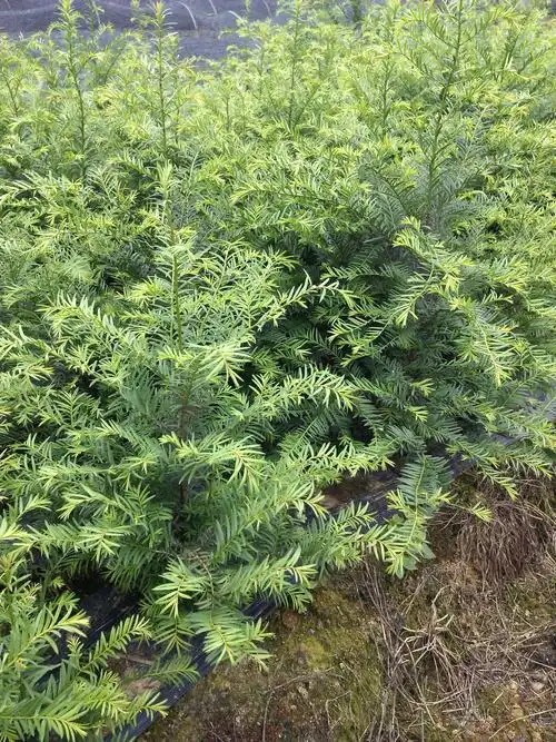 请问这是什么品种的红豆杉?