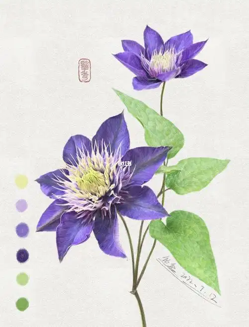 手绘铁线莲图鉴018丨多蓝丨multiblue