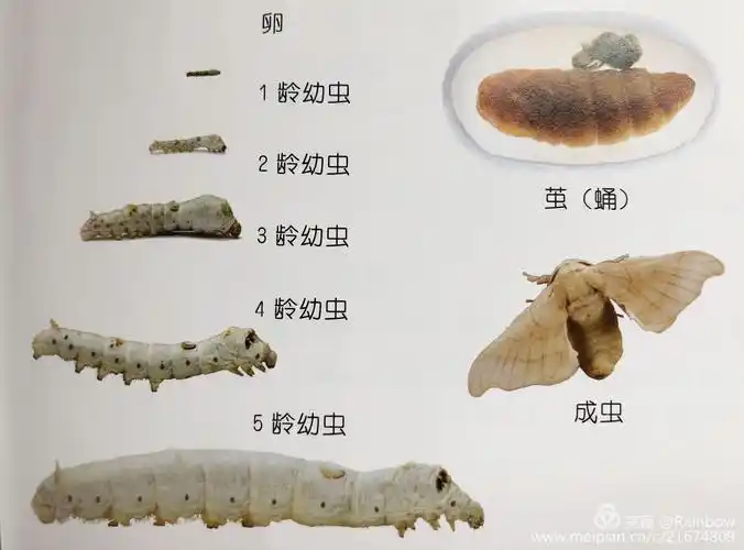 蚕宝宝有8对足,分别是胸足3对,腹足4对,尾足1对,不过大家不要轻易上当