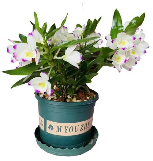 石斛盆栽铁皮甜心办公室桌面阳台花卉绿植包邮时令草本花卉