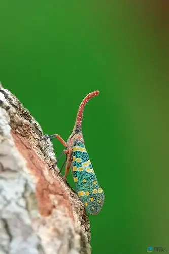 拍鸟的副产品--长鼻蜡蝉 - 人文/风光/微距版 - 摄鸟人网 - 摄鸟人网