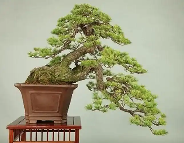 悬崖式盆景的造型4