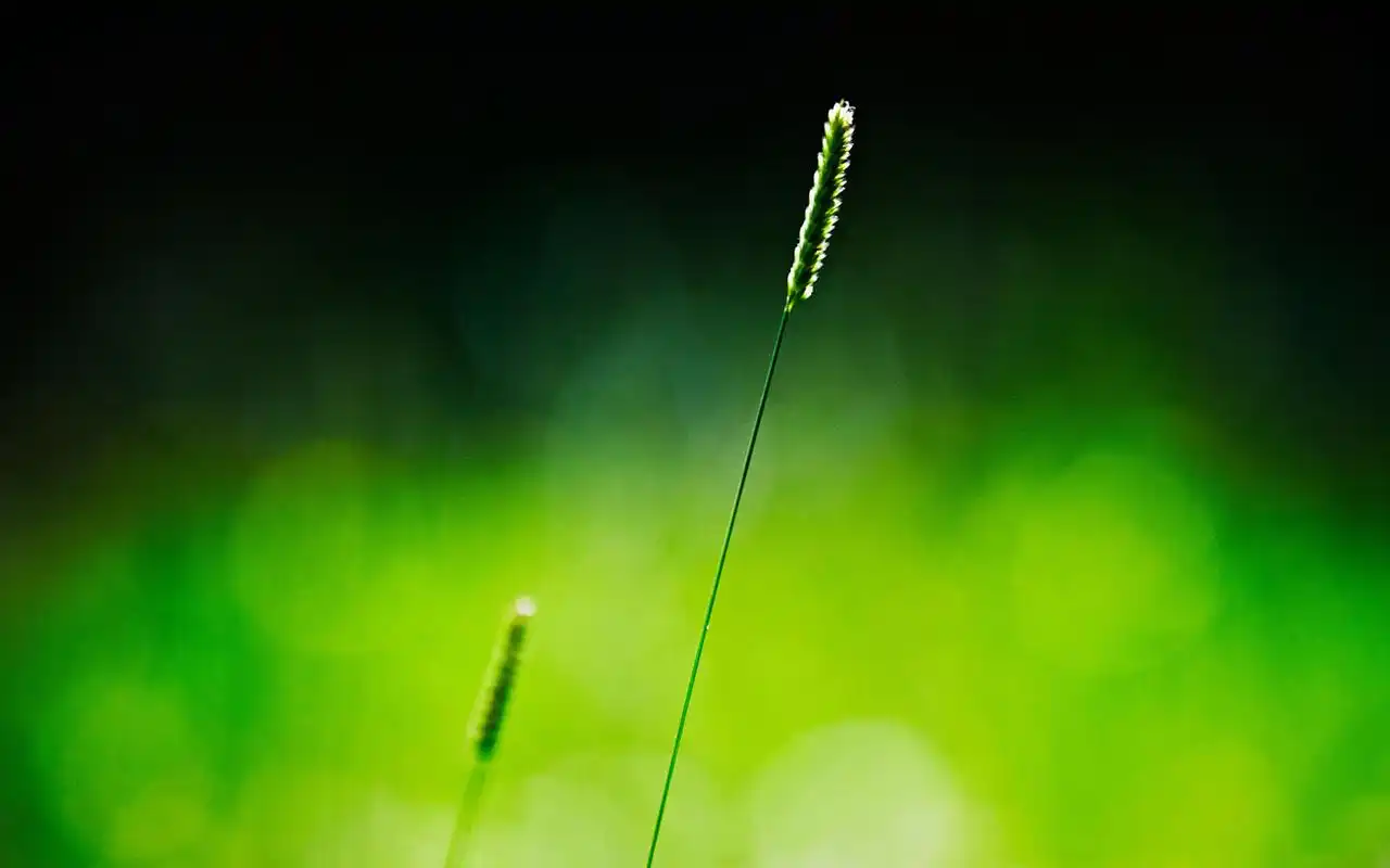 清新护眼绿色简约自然高清图片电脑桌面壁纸下载第二辑