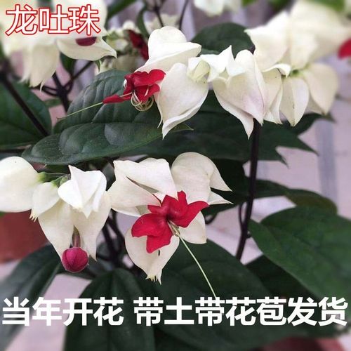 九龙吐珠花盆栽爬藤白四季开花阳台盆栽漂亮双色花藤本绿植麒麟花
