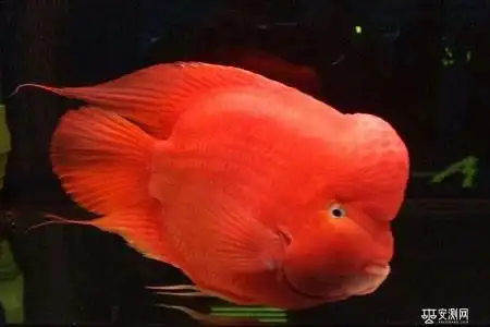 元宝鱼和财神鱼有什么区别