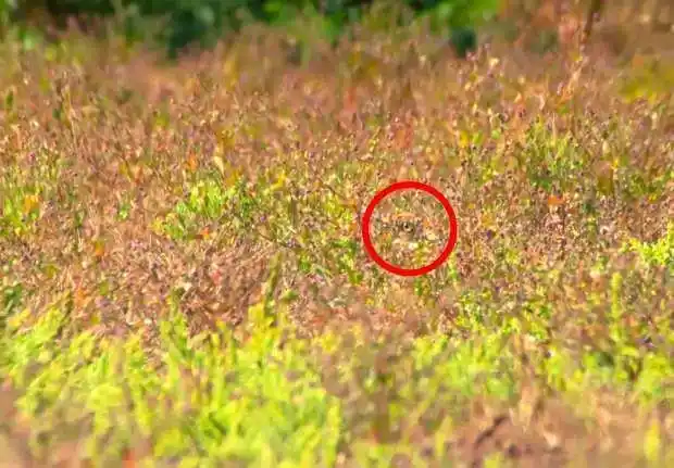 你能发现这些隐藏的动物吗?大自然的伪装堪称一绝,不信你找找