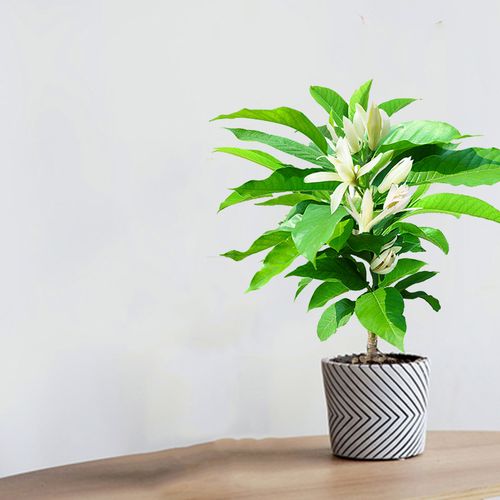 特价白兰花盆栽花卉植物室内玉兰玉兰树树苗划拨花卉