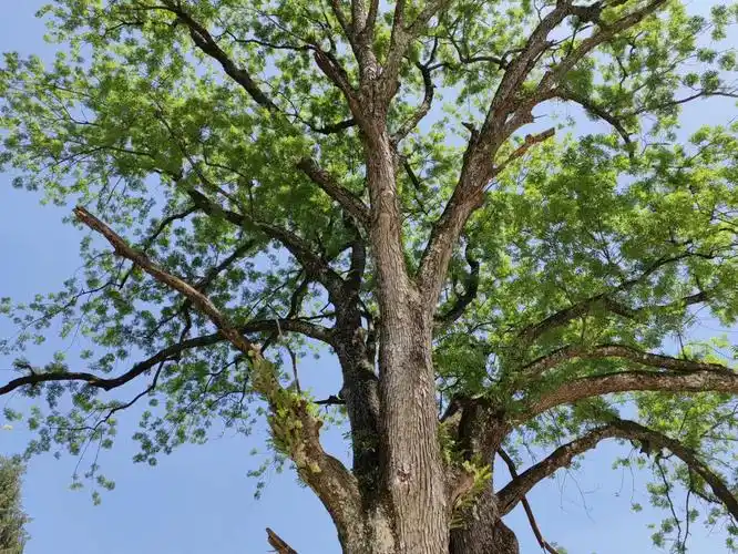 鹤峰渔山的黄连木