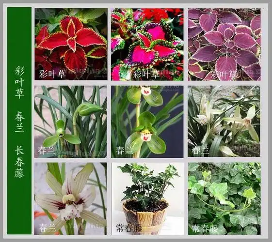 常见的花名字及图片,100种花名图册,收藏起来慢慢看,从此认花不求人?