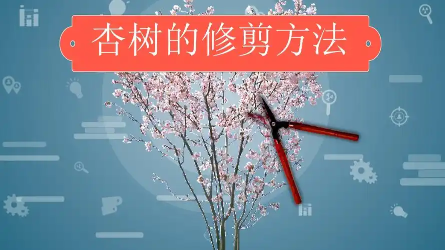 杏树怎么修剪刚好看