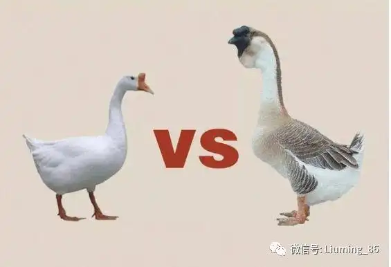 土鸡|鸭子|优良品种_网易订阅