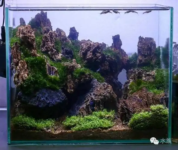 30小缸造景来袭超赞