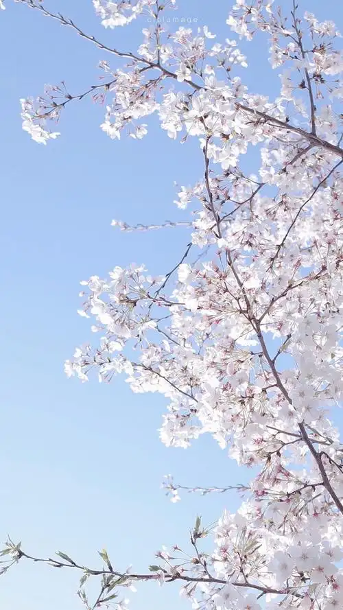有哪些好看的全面屏手机壁纸或微信聊天背景图片