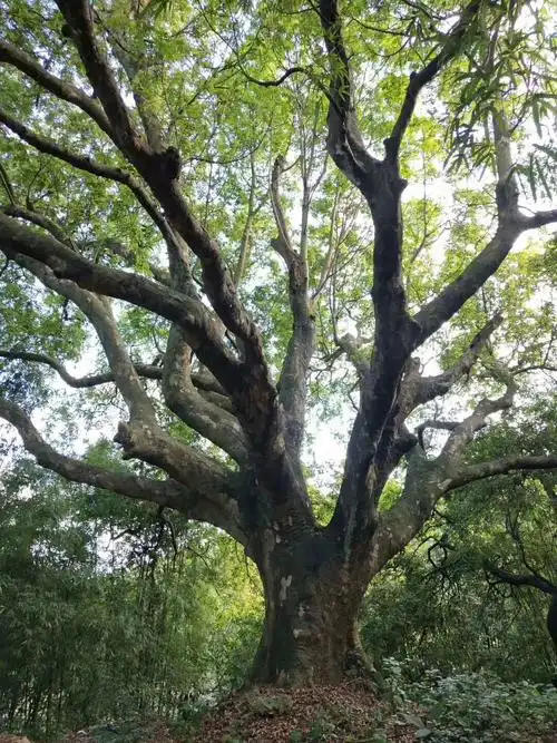 过百年的仁面树