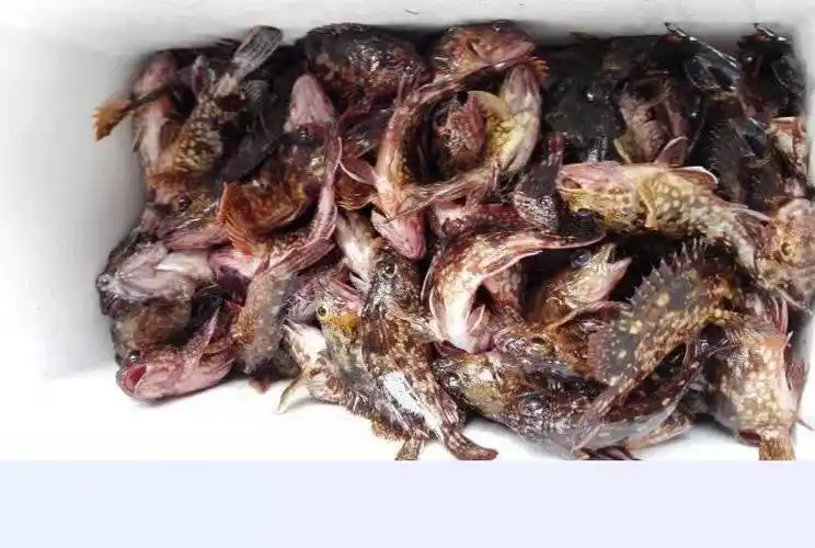 此鱼貌不惊人,身长只有30厘米左右,烟台人叫它"小媳妇"_路亚_钓鱼人