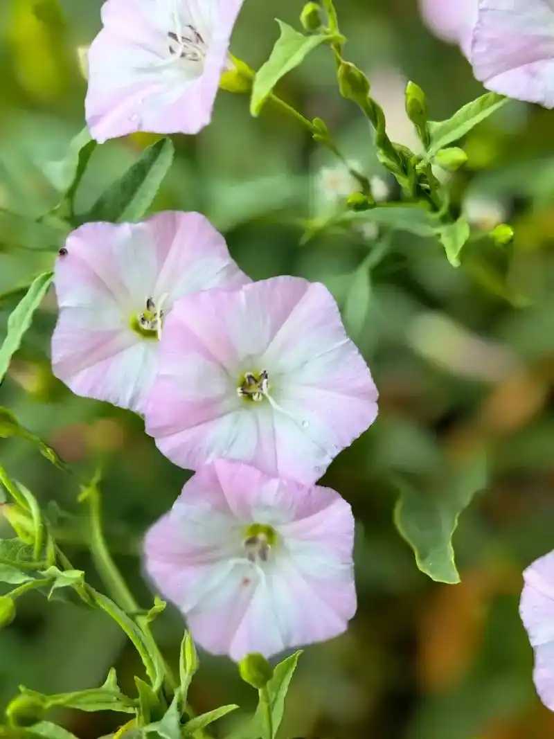 喇叭花 野生喇叭花(学名:ipomoea acuminata - 抖音